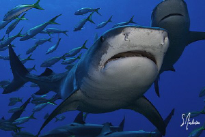 A beautiful day brought the presence of lots of sharks as... by Steven Anderson 